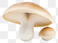 PNG Mushroom fungus agaric transparent background