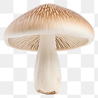 PNG Mushroom fungus agaricaceae transparent background