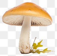 PNG Mushroom fungus agaric plant transparent background