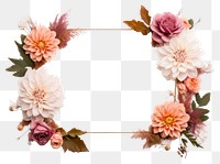 PNG Flower dahlia plant rose transparent background