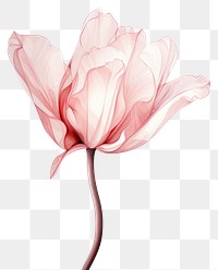 PNG  Flower petal plant tulip