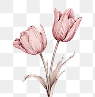 PNG  Drawing tulip flower sketch. AI generated Image by rawpixel.