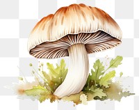 PNG Mushroom fungus agaric plant transparent background