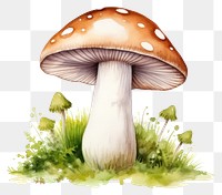 PNG Mushroom fungus agaric plant transparent background