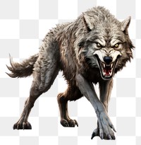 PNG Wolf animal mammal pet transparent background