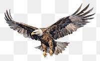 PNG Flying animal eagle bird