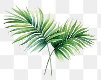 PNG Plant leaf tree transparent background