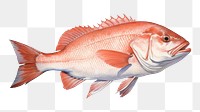 PNG Seafood animal fish  