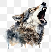 PNG Wolf mammal animal pet transparent background