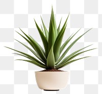 PNG Plant agave aloe transparent background. 