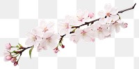 PNG Blossom flower branch cherry. 