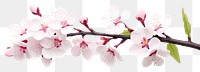 PNG Blossom flower branch cherry. AI generated Image by rawpixel.