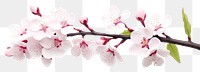 PNG Blossom flower branch cherry. 