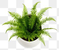 PNG Fern plant leaf  