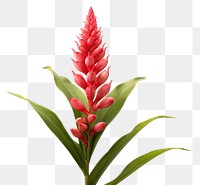 PNG Flower plant petal red. AI generated Image by rawpixel.