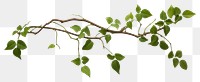 PNG Plant leaf vine