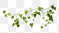 PNG Plant leaf vine