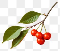 PNG Cherry plant fruit food. 