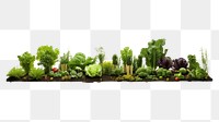 PNG Vegetable nature garden plant. AI generated Image by rawpixel.