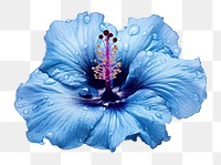 PNG Hibiscus flower petal plant. 