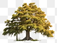 PNG Tree outdoors nature plant transparent background
