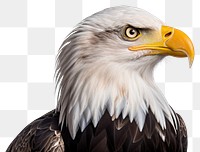 PNG Animal eagle beak bird. AI generated Image by rawpixel.