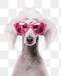 PNG Sunglasses mammal animal poodle transparent background