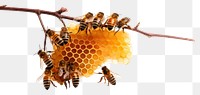 PNG Bee honeycomb beehive animal. 