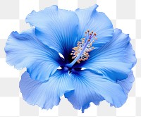 PNG Hibiscus flower blossom petal.