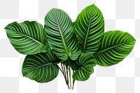 PNG Plant leaf transparent background xanthosoma. AI generated Image by rawpixel.