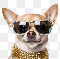 PNG Chihuahua glasses sunglasses mammal transparent background