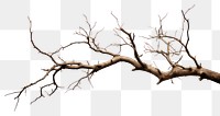 PNG Tree branch plant transparent background. 