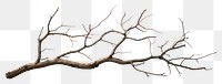 PNG Tree driftwood branch plant.