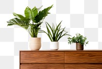 PNG Plant houseplant furniture vase. AI generated Image by rawpixel.
