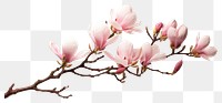 PNG Flower magnolia blossom branch. AI generated Image by rawpixel.