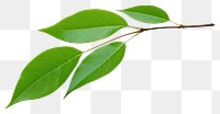 PNG Leaf branch plant green. 