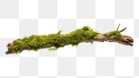 PNG Moss branch plant green