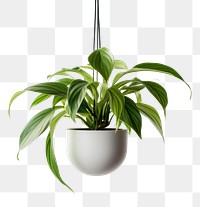 PNG Plant hanging green leaf. AI generated Image by rawpixel.