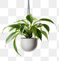 PNG Plant hanging green leaf. 