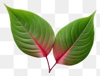 PNG Leaf plant green red. 