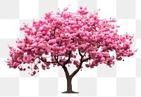 PNG Tree outdoors blossom flower transparent background