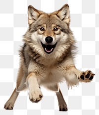 PNG Wolf mammal animal pet transparent background