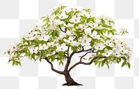 PNG Tree blossom bonsai flower transparent background