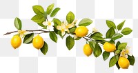 PNG Plant fruit lemon leaf