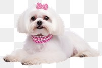 PNG Dog maltese mammal animal transparent background