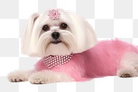 PNG Dog maltese mammal animal transparent background