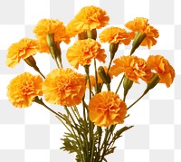 PNG Marigold flower petal plant. 