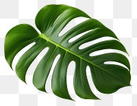 PNG Plant leaf freshness. 