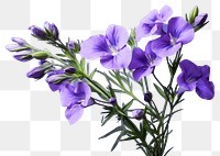 PNG Lavender blossom flower plant. 