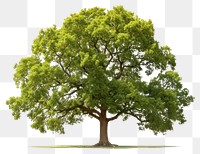 PNG Tree plant oak transparent background